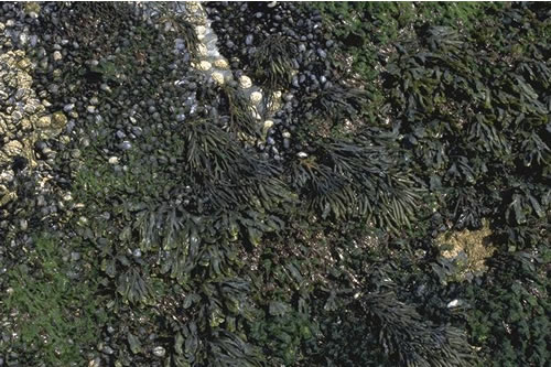 LR.MLR.MUSF.MytFves Mytilus edulis and Fucus vesiculosus on moderately exposed mid eulittoral rock, Pentine Point East, Newquay. David Connor© JNCC