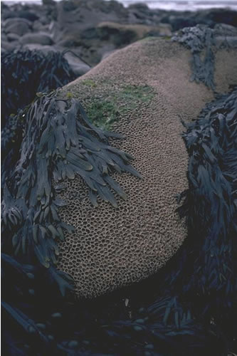 LR.MLR.SAB.Salv Sabellaria alveolata reefs on sand-abraded eulittoral rock, Unspecified location. Rohan Holt© JNCC