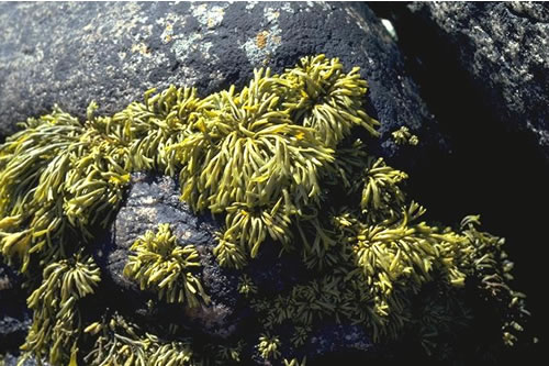 LR.LLR.F.Pel Pelvetia canaliculata on sheltered littoral fringe rock, Droman. ANON© JNCC