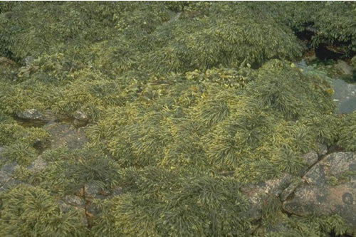 LR.LLR.F.Pel Pelvetia canaliculata on sheltered littoral fringe rock, St Michaels Chapel. ANON© JNCC