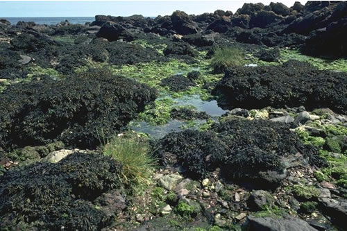 LR.LLR.F.Pel Pelvetia canaliculata on sheltered littoral fringe rock, Northumberland. Keith Hiscock© JNCC
