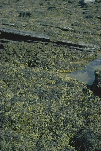 LR.LLR.F.Fspi Fucus spiralis on sheltered upper eulittoral rock, W. Side of Rerwick Head, Shapinsay Sound. Roger Covey© JNCC