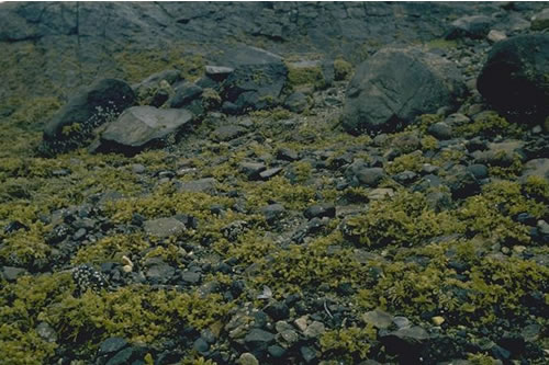 LR.LLR.F.Fspi.X Fucus spiralis on full salinity upper eulittoral mixed substrata, Channel between Ardteaginish and Or Eilean, Scalpay, East Loch Tarbert, Harris. Francis Bunker© JNCC