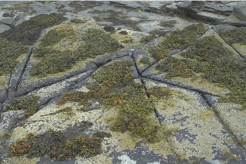 LR.MLR.BF.FspiB Fucus spiralis on exposed to moderately exposed upper eulittoral rock, SE Els Ness, South Sanday. Sue Scott© JNCC