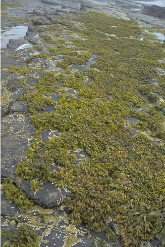 LR.LLR.F.Fspi.FS Fucus spiralis on full salinity sheltered upper eulittoral rock, Long Taing of Newark, South Sanday. Sue Scott© JNCC