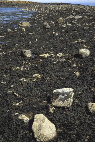 LR.LLR.F.Fves Fucus vesiculosus on moderately exposed to sheltered mid eulittoral rock, Low Newton, Seahouses. Judy Foster-Smith© JNCC