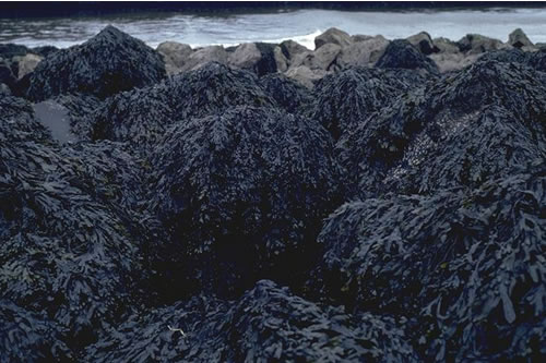 LR.LLR.F.Fves.FS Fucus vesiculosus on full salinity moderately exposed to sheltered mid eulittoral rock, Eyemouth Harbour. David Connor© JNCC