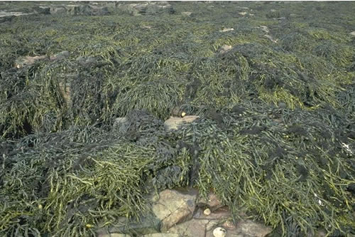 LR.LLR.F.Asc Ascophyllum nodosum on very sheltered mid eulittoral rock, Brada, Longstone, Farne Islands. Keith Hiscock© JNCC