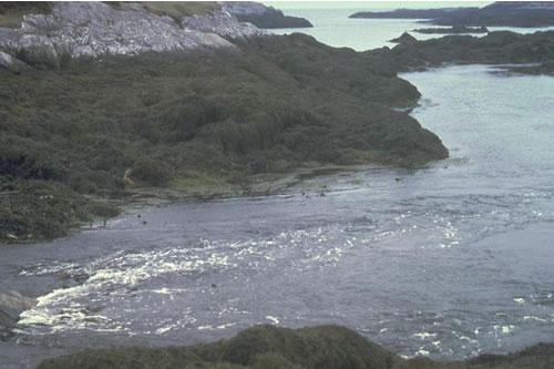 LR.HLR.FT.AscT Ascophyllum nodosum, sponges and ascidians on tide-swept mid eulittoral rock, Bagh na Haun. ANON© JNCC