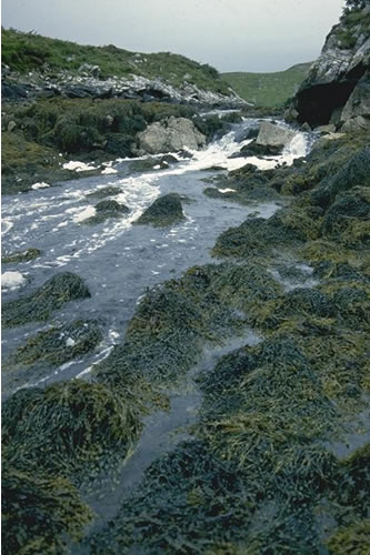 LR.HLR.FT.AscT Ascophyllum nodosum, sponges and ascidians on tide-swept mid eulittoral rock, Loch nam Bodach, Loch nam Bodach, Lewis. Rohan Holt© JNCC