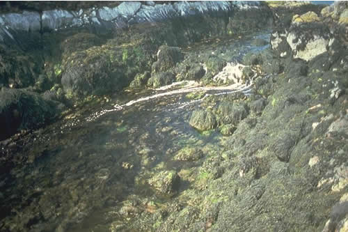 LR.HLR.FT.AscT Ascophyllum nodosum, sponges and ascidians on tide-swept mid eulittoral rock, Loch An-t-Sroim, Loch Eynort. ANON© JNCC