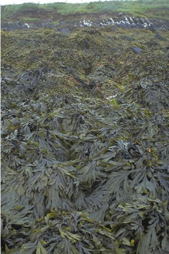 LR.LLR.F.Fserr.FS Fucus serratus on full salinity sheltered lower eulittoral rock, Long Taing of Newark, South Sanday. Sue Scott© JNCC