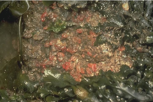 LR.HLR.FT.FserT Fucus serratus, sponges and ascidians on tide-swept lower eulittoral rock, Mhic Eachain. ANON© JNCC