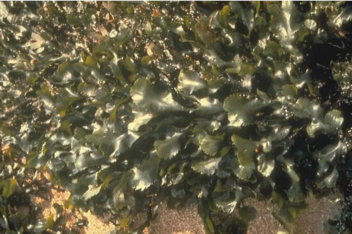 LR.LLR.F.Fserr Fucus serratus on sheltered lower eulittoral rock, Sponish Rapids. ANON© JNCC