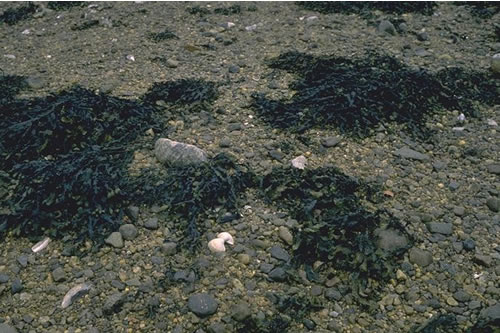 LR.LLR.F.Fves.X Fucus vesiculosus on mid eulittoral mixed substrata, Inner bay shore, Loch Ailort. Christine Howson© JNCC