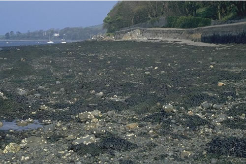 LR.LLR.F.Fves.X Fucus vesiculosus on mid eulittoral mixed substrata, Unspecified location. ANON© JNCC