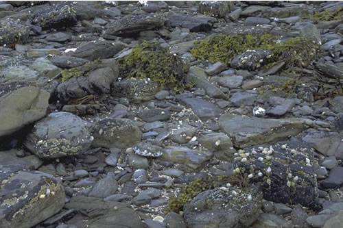 LR.MLR.BF.FvesB Fucus vesiculosus and barnacle mosaics on moderately exposed mid eulittoral rock, Point of the Graand, Rousay Sound. Sue Scott© JNCC