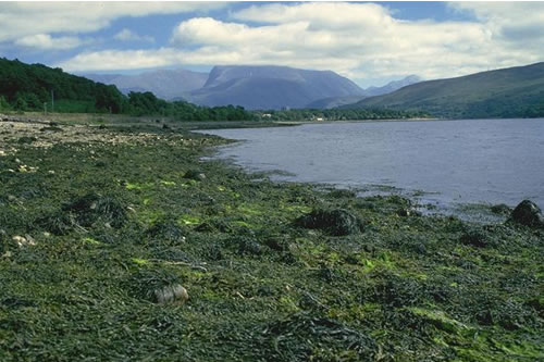LR.LLR.F.Asc.X Ascophyllum nodosum on full salinity mid eulittoral mixed substrata, NE of Dorathy Stone, Loch Eil. Charlotte Johnston© JNCC