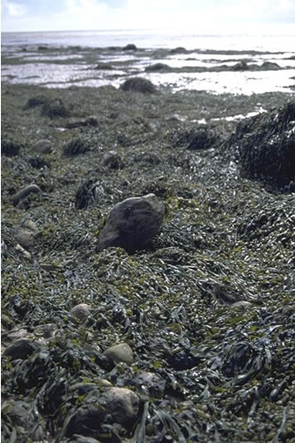 LR.LLR.F.Asc.X Ascophyllum nodosum on full salinity mid eulittoral mixed substrata, Brean Down, Severn Estuary. Kate Northen© JNCC