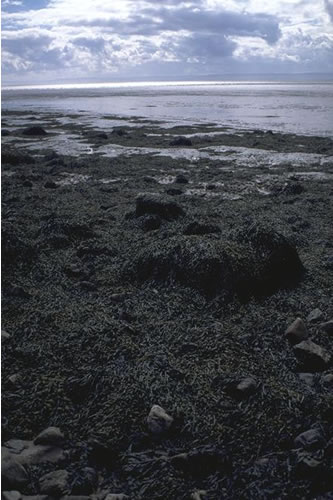 LR.LLR.F.Asc.X Ascophyllum nodosum on full salinity mid eulittoral mixed substrata, Brean Down, Severn Estuary. Kate Northen© JNCC