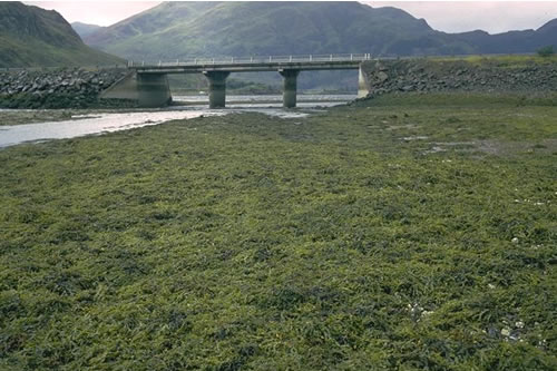 LR.LLR.F.Asc Ascophyllum nodosum on very sheltered mid eulittoral rock, E of causeway, Ault a chruinn, Loch Duich. David Connor© JNCC