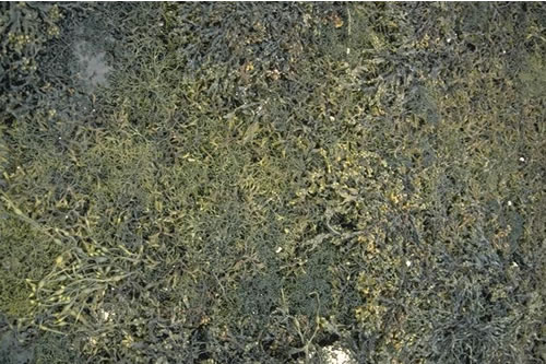 LR.LLR.FVS.Ascmac Ascophyllum nodosum ecad mackaii beds on extremely sheltered mid eulittoral mixed substrata, Salen Harbour, Loch Sunart. Rohan Holt© JNCC