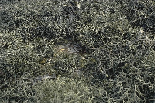 LR.LLR.FVS.Ascmac Ascophyllum nodosum ecad mackaii beds on extremely sheltered mid eulittoral mixed substrata, Carness, Loch Leven. Steve Bolt© JNCC