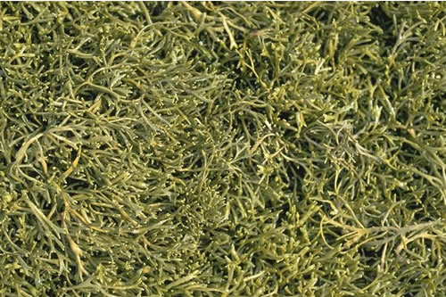 LR.LLR.FVS.Ascmac Ascophyllum nodosum ecad mackaii beds on extremely sheltered mid eulittoral mixed substrata, Obs, NW Scotland. Kate Northen© JNCC