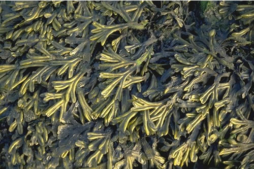 LR.LLR.FVS.Fcer Fucus ceranoides on reduced salinity eulittoral rock, W of Bradwell Marina, River Blackwater. Chris Emblow© JNCC