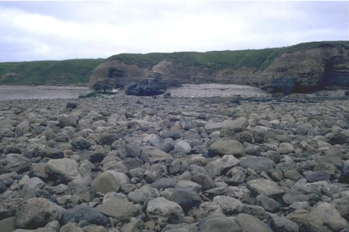 LR.HLR.MUSB.Sem.LitX Semibalanus balanoides and Littorina spp. on exposed to moderately exposed eulittoral boulders and cobbles, Souter Point, Marsden. Paul Brazier© JNCC