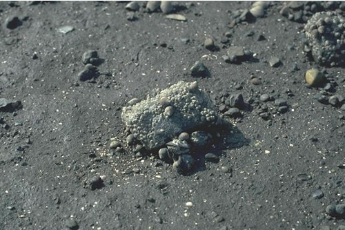 LR.FLR.EPH.BLitX Barnacles and Littorina spp. on unstable eulittoral mixed substrata, Blyth Power Station, Blyth Estuary. Eleanor Murray© JNCC