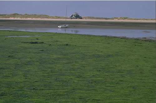 LR.FLR.EPH.EphX Ephemeral green and red seaweeds on variable salinity and/or disturbed eulittoral mixed substrata, Unspecified location. Tim Hill© JNCC