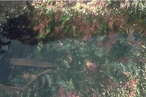 LR.FLR.RKP.G Green seaweeds (Ulva spp. and Cladophora spp.) in shallow upper shore rockpools, Oxwich. ANON© JNCC