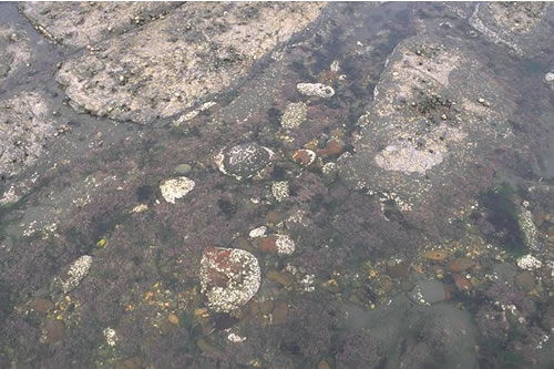 LR.FLR.RKP.Cor.Cor Coralline crusts and Corallina officinalis in shallow eulittoral rockpools, N of Hunt Cliff, Saltburn. Paul Brazier© JNCC