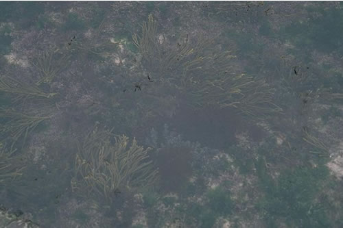 LR.FLR.RKP.Cor.Bif Bifurcaria bifurcata in shallow eulittoral rockpools, Trebetherick. Keith Hiscock© JNCC