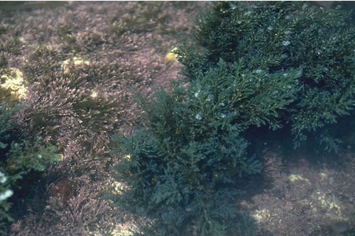 LR.FLR.RKP.Cor.Cys Cystoseira spp. in eulittoral rockpools, South of Trevarnon Beach, Newquay. Paul Brazier© JNCC