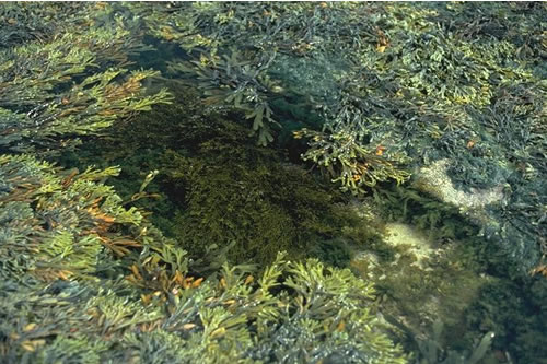 LR.FLR.RKP.FK Fucoids and kelp in deep eulittoral rockpools, Longhouton Steel, Boulmer. Jon Davies© JNCC