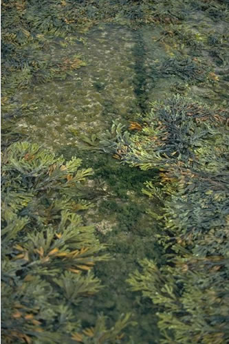 LR.FLR.RKP.FK Fucoids and kelp in deep eulittoral rockpools, Longhouton Steel, Boulmer. Jon Davies© JNCC