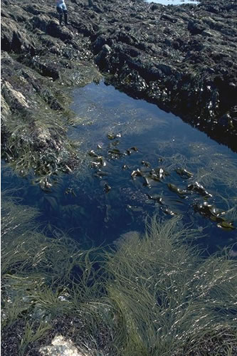LR.FLR.RKP.FK Fucoids and kelp in deep eulittoral rockpools, Chapel Point, Mevagissey. Rohan Holt© JNCC