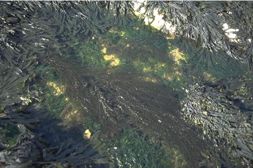 LR.FLR.RKP.FK.Sar Sargassum muticum in eulittoral rockpools, Rothingdean, W Sussex. Kate Northen© JNCC