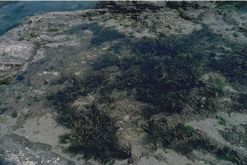 LR.FLR.RKP.FK.Sar Sargassum muticum in eulittoral rockpools, Wembury. Keith Hiscock© JNCC