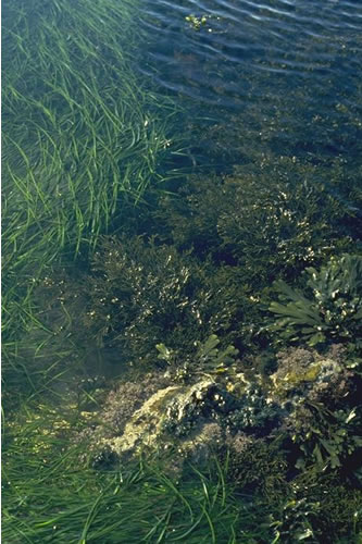 LR.FLR.RKP.SwSed Seaweeds in sediment-floored eulittoral rockpools, Broad Stones, Farnes. Tom Mercer© JNCC