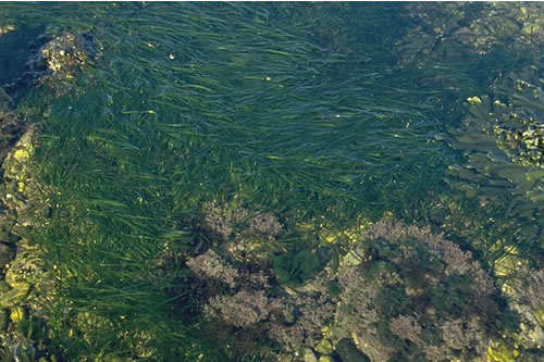 LR.FLR.RKP.SwSed Seaweeds in sediment-floored eulittoral rockpools, Broad Stones, farnes. Tom Mercer© JNCC