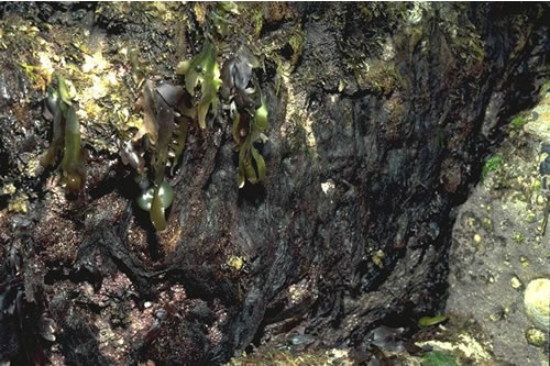 LR.FLR.CVOV.SpR Sponges and shade-tolerant red seaweeds on overhanging lower eulittoral bedrock and in cave entrances, Rumbling Kern, Dunstanburgh & Craster. Jon Davies© JNCC