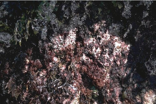 LR.FLR.CVOV.SpR Sponges and shade-tolerant red seaweeds on overhanging lower eulittoral bedrock and in cave entrances, N of Bay of Deepdale, Scapa Flow. Eleanor Murray© JNCC