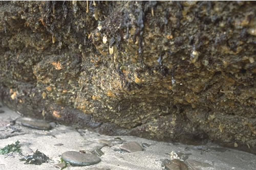 LR.FLR.CVOV.SpByAs Sponges, bryozoans and ascidians on deeply overhanging lower shore bedrock or caves, Cellar Beach. Keith Hiscock© JNCC