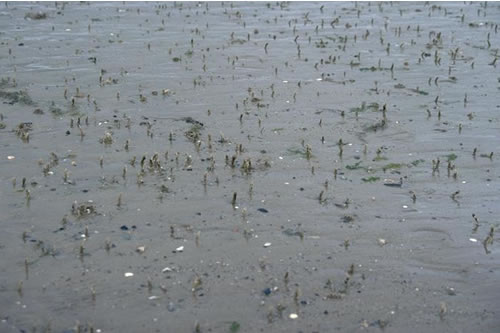 LS.LSA.MUSA.Lan Lanice conchilega in littoral sand, Unspecified location. ANON© JNCC