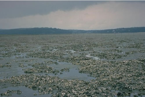 LS.LSA.MUSA.CerPo Cerastoderma edule and polychaetes in littoral muddy sand, Laughanne Sands. ANON© JNCC