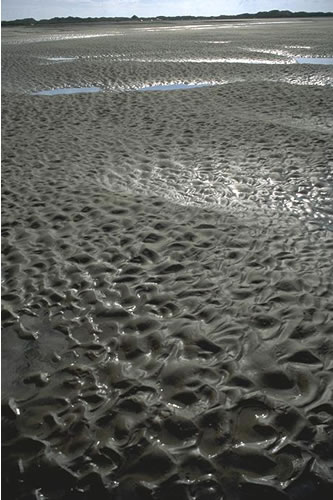 LS.LSA.MUSA.CerPo Cerastoderma edule and polychaetes in littoral muddy sand, Afon Leri, Dyfi estuary. Rohan Holt© JNCC