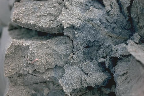 LS.LSA.FISA.Po Polychaetes in littoral fine sand, Craig-y-Penrhyn transect, Dyfi estuary. Ian Reach© JNCC